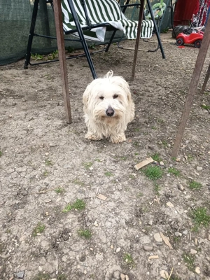 bison maltez rasă pură 