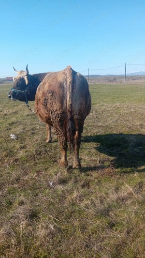 Vând vacă gestantă  - imagine 3