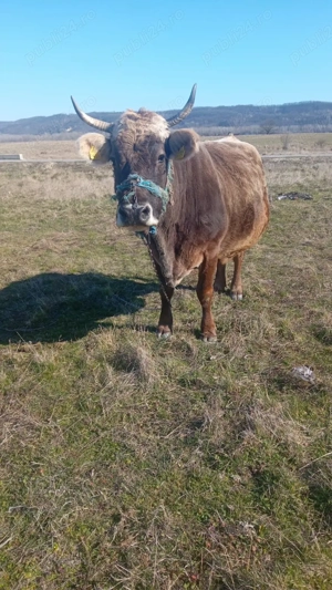 Vând vacă gestantă  - imagine 5