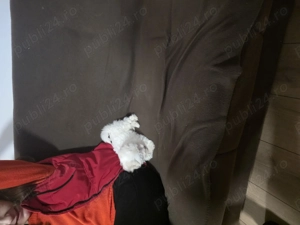 Vand urgent Bichon maltez toy (talie mica) - imagine 2