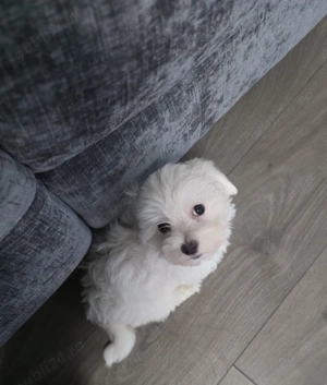 Vand urgent Bichon maltez toy (talie mica) - imagine 3