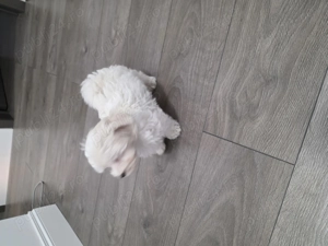 Vand urgent Bichon maltez toy (talie mica)