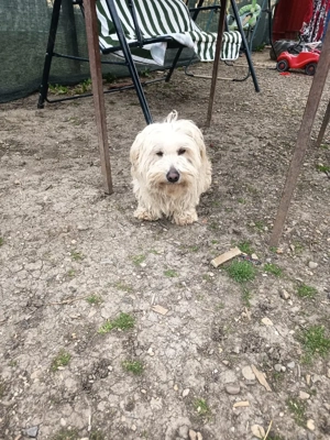 bison maltez rasă pură 