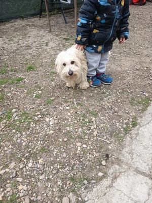 bison maltez rasă pură  - imagine 3