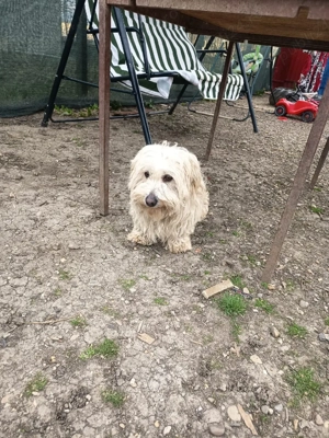 bison maltez rasă pură  - imagine 2