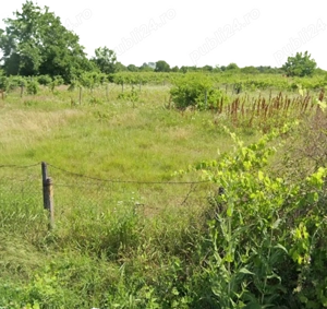 Teren intravilan construibil 1700 mp Ograzile ( Merei) deschidere 30 ml - imagine 3