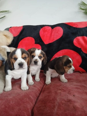 Pui Beagle tricolori  - imagine 3