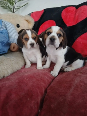 Pui Beagle tricolori  - imagine 2
