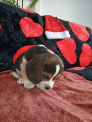 Pui Beagle tricolori  - imagine 5