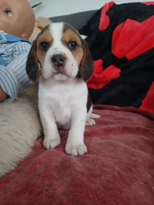 Pui Beagle tricolori 