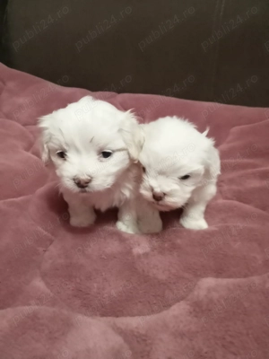 Vând bichoni minitoy