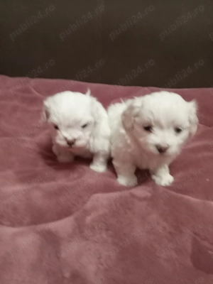 Vând bichoni minitoy - imagine 3