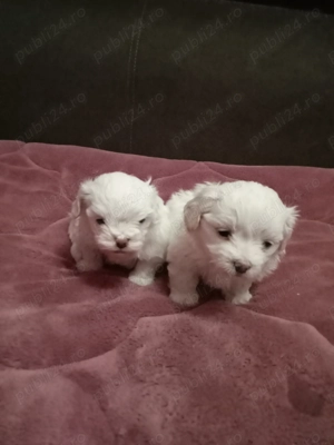 Vând bichoni minitoy - imagine 2