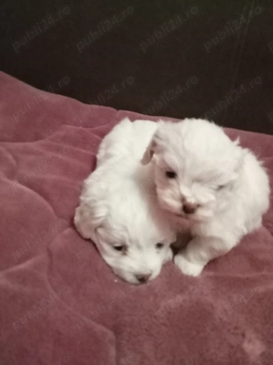 Vând bichoni minitoy - imagine 5