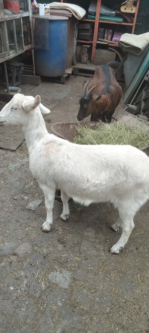 Vand capriță alba metis - imagine 4