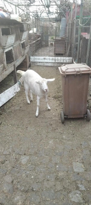 Vand capriță alba metis - imagine 2