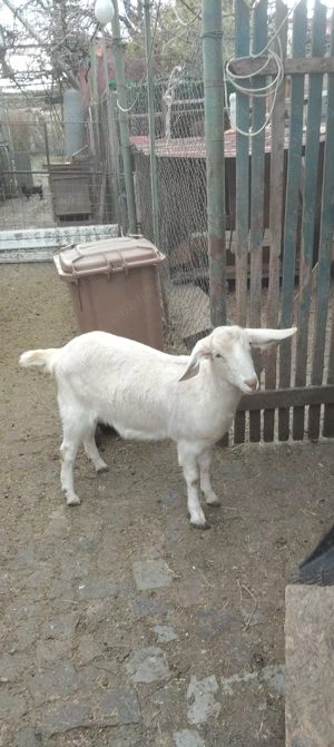 Vand capriță alba metis