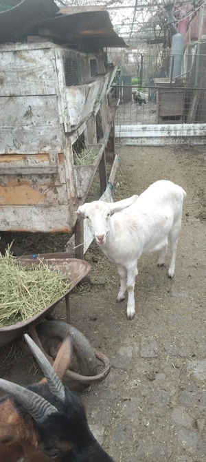 Vand capriță alba metis - imagine 3