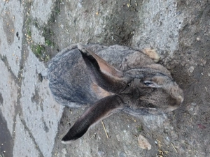 Vand un iepur urias germán femele montat  - imagine 2