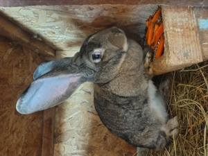 Vand un iepur urias germán femele montat  - imagine 3