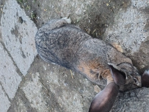 Vand un iepur urias germán femele montat 