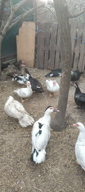 Vand rațe mute - imagine 4