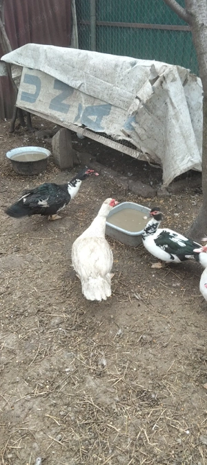 Vand rațe mute - imagine 2