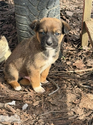 Cățeluși drăgălași pentru adoptie - imagine 4