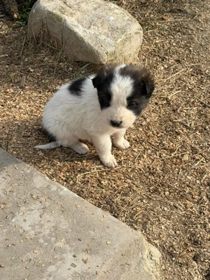 Cățeluși drăgălași pentru adoptie - imagine 2