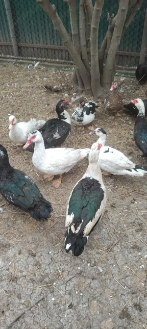 Vand rațe mute - imagine 3