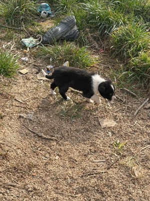 Cățeluși drăgălași pentru adoptie - imagine 3