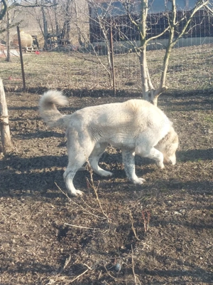 Mascul Ciobanesc de Asia Centrala  - imagine 2