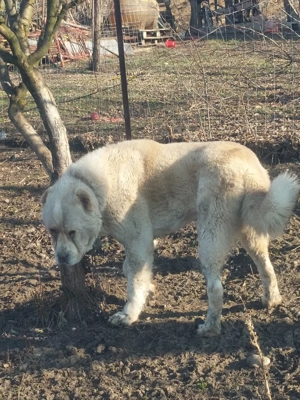 Mascul Ciobanesc de Asia Centrala  - imagine 3