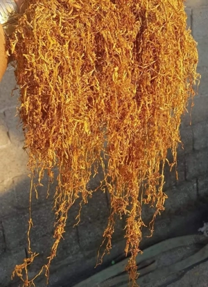 tutun firicel din fabrica toate aromele plus masinuta manuala gratis ! 