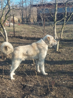 Mascul Ciobanesc de Asia Centrala  - imagine 4