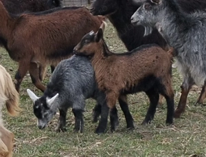 Vând iezi pentru masa de Paște
