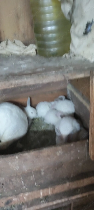 Vand iepuri de rasa - imagine 2