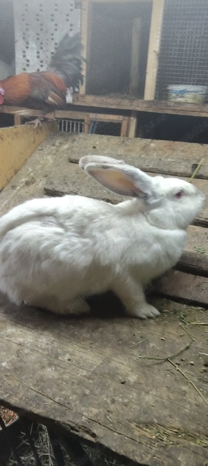 Vand iepuri de rasa - imagine 5