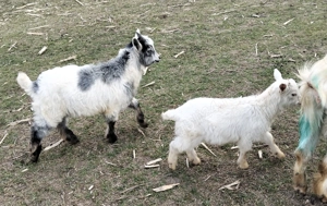 Vând iezi pentru masa de Paște - imagine 3