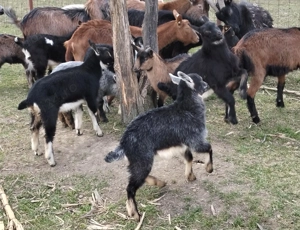 Vând iezi pentru masa de Paște - imagine 2