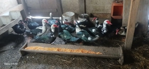 Vând rațe Leșești - imagine 2