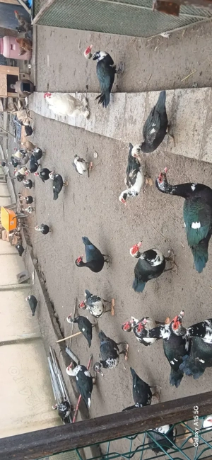 Vând rațe Leșești