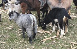 Vând iezi pentru masa de Paște - imagine 4