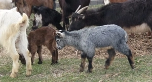 Vând iezi pentru masa de Paște - imagine 5