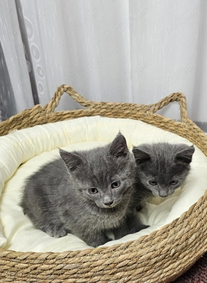 Pui Albastru de Rusia - imagine 5