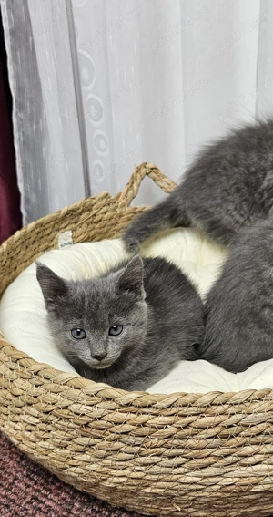 Pui Albastru de Rusia - imagine 3