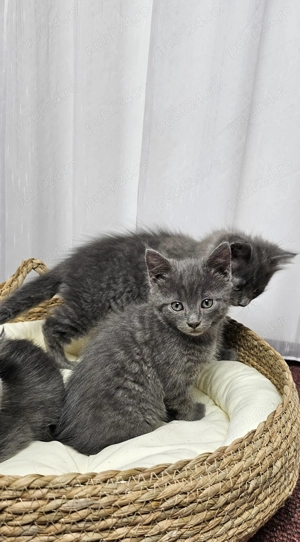 Pui Albastru de Rusia - imagine 4