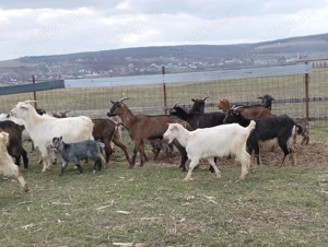 Vând capre de rasă pentru lapte - imagine 3