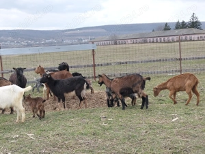 Vând capre de rasă pentru lapte - imagine 5