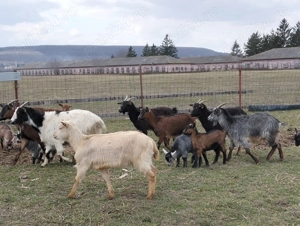 Vând capre de rasă pentru lapte - imagine 2